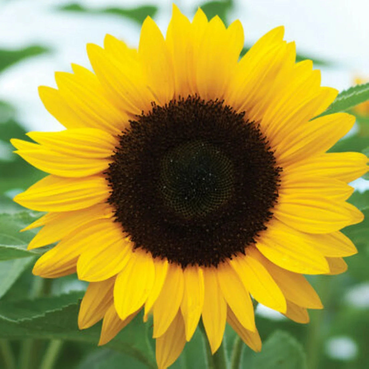 Sunflower Seeds for Planting - Black Oil Mammoth - Helianthus annuus - 50 Seeds - Ideal for Huge Yellow Blooms