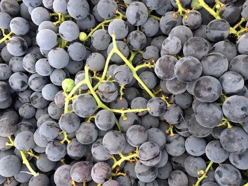 Concord Grape Plant Starter, Live Rooted, Purple/Blue, Vitis labrusca, Organic, Self-Pollinating, Zones 5-9