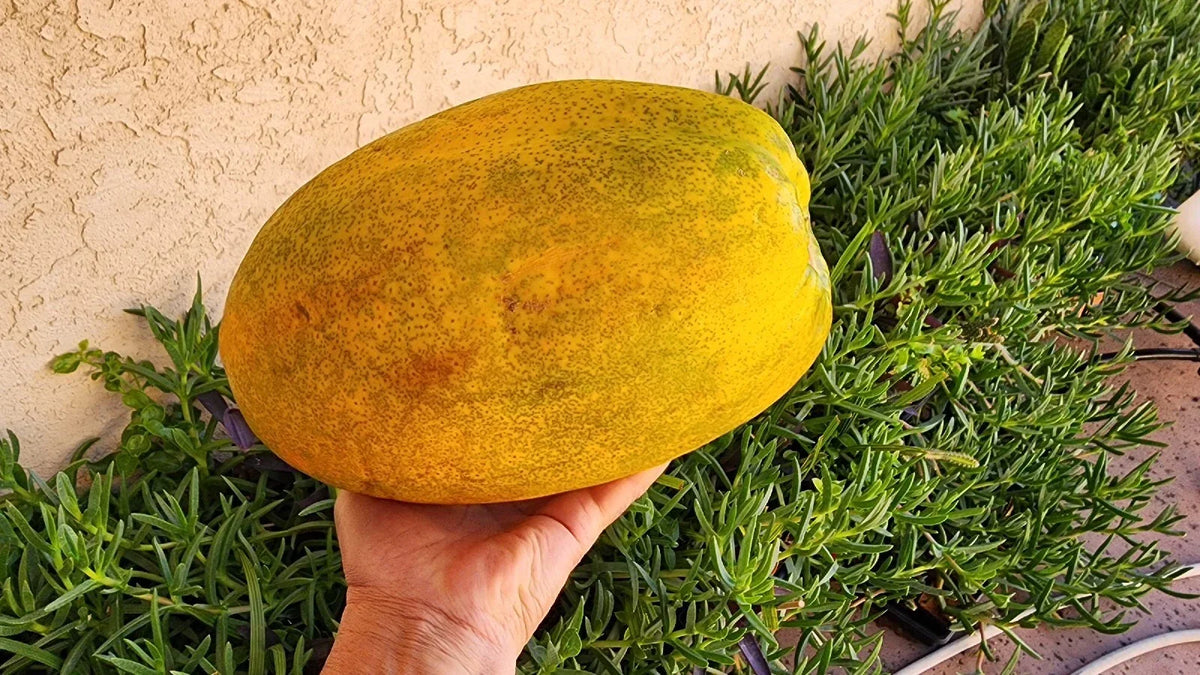 Papaya Fruit Tree Seeds - 100 Pack - Non-GMO Organic - Carica papaya - Tropical Gardening