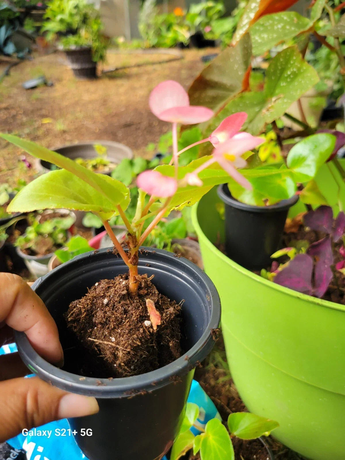 Begonia Plant Starter - Pink Flower Perennial - Shade Loving Woodland - Begonia grandis - Container Friendly Foliage