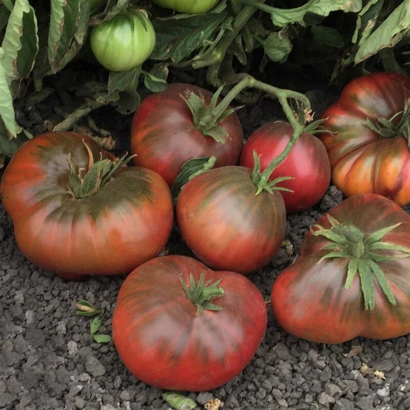 Black Brandywine Tomato Seeds 50 Ct Heirloom Non-GMO - Solanum lycopersicum - Rich Flavor, Easy to Grow, USA