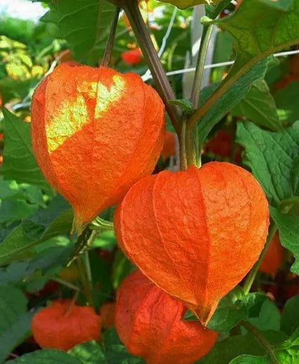 Chinese Lantern Plant Seeds - Dried Orange Red Lanterns - Physalis alkekengi - EZ Grower for Floral Arrangements