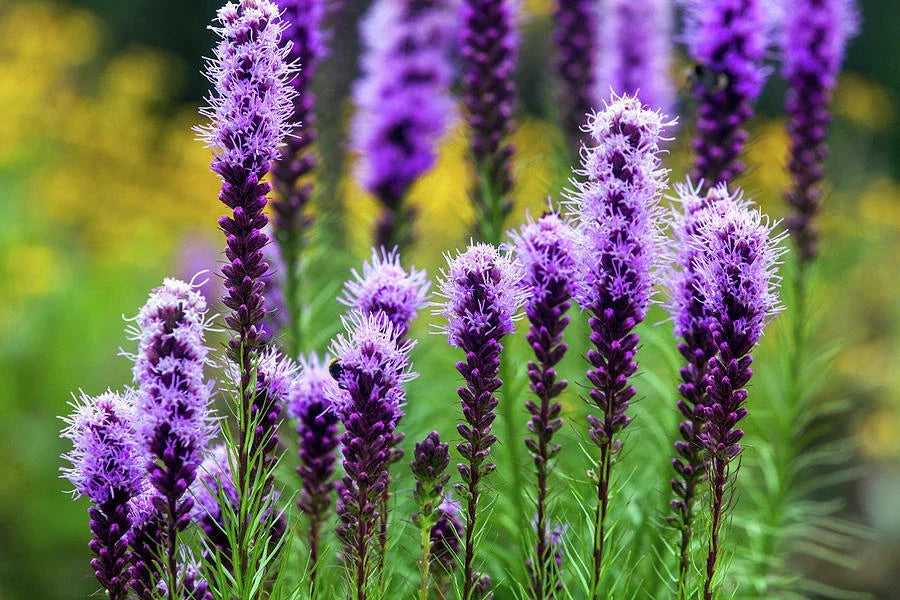 Liatris Spicata Seeds - 175 Pack - Blazing Stars - Perennial Wildflower Seeds - Native Pollinator Plant
