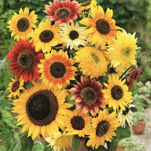 Sunflower Seeds Mix - 50 Non-GMO Seeds - 6 Varieties for Bees - Helianthus annuus - HERE COMES THE SUN