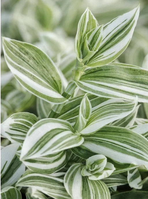 Wandering Jew Cuttings - 5 Green/White Tradescantia Fluminensis or 4" Pot - Easy Care Indoor Plant