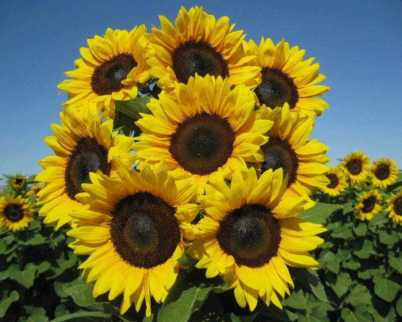 Sunflower Seeds Pack of 50 - Pro Cut Brilliance Variety - Helianthus annuus - Non-GMO, Vibrant Blooms for Cutting Gardens
