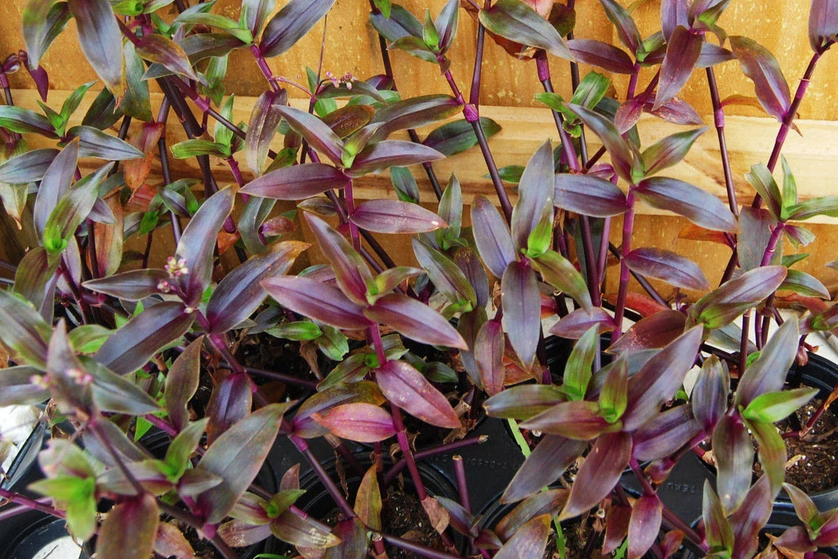 Purple Scimitars Plant - Starter Plant - Tradescantia Elongata - Easy Care Indoor Houseplant - Vibrant Purple Foliage