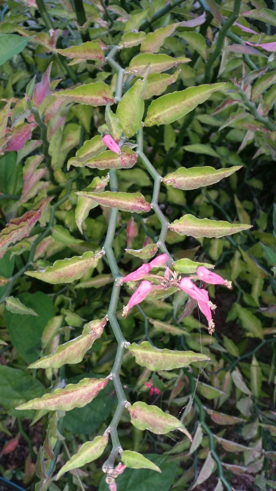 Fresh Cuttings Devil's Backbone Succulent - Euphorbia tithymaloides - Ideal for Bonsai, Indoor/Outdoor Gardening
