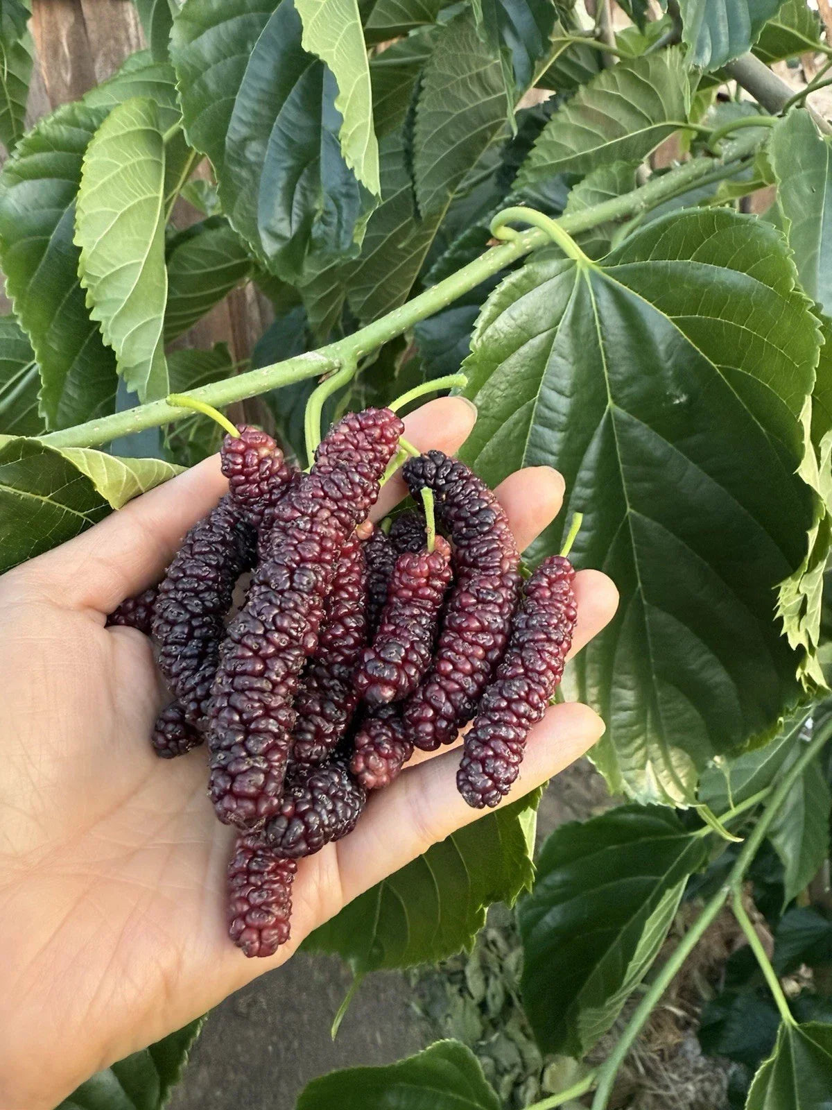 Pakistan Mulberry Cuttings - Organic 6-Inch Fresh Cuttings for Rooting/Grafting - Morus alba var. multicaulis