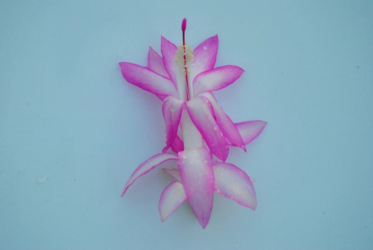 Christmas Cactus Starter Plant - Small Madame Butterfly - Schlumbergera Truncata - Healthy Well-Rooted Indoor Plant