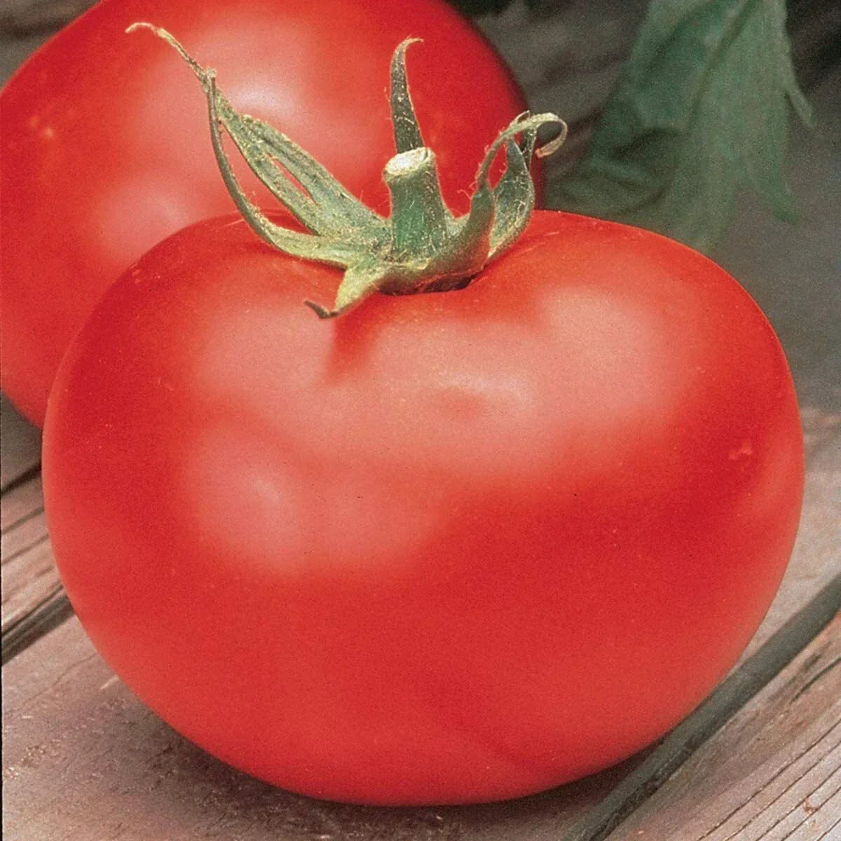 Celebrity Tomato Seeds - 50 Pack - Heirloom Variety - Solanum lycopersicum 'Celebrity' - Ideal for Home Gardening