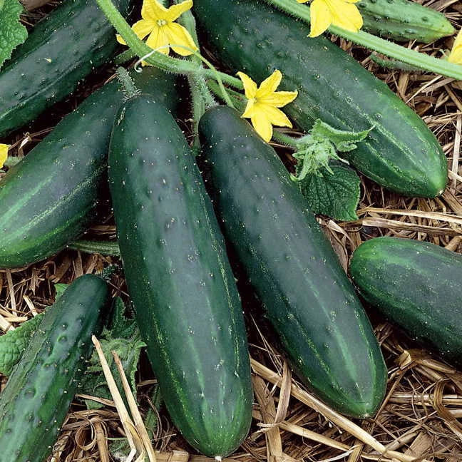 Spacemaster 80 Cucumber Seeds | Heirloom Non-GMO | Cucumis sativus | Compact Growth for Small Gardens