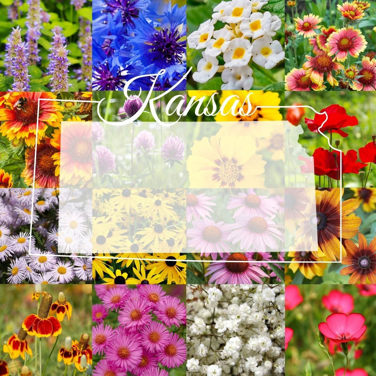 Bulk Wildflower Seed Mix 1/4LB Eastern Kansas Variety - Native Wildflowers for Pollinators - Various Species