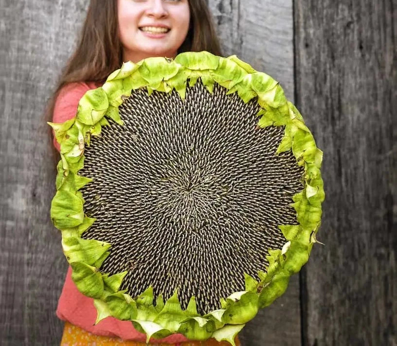 Giant Mongolian Sunflower Seeds - 50+ Heirloom Non-GMO - Helianthus annuus - Perfect for Garden Focal Points and Pollinators