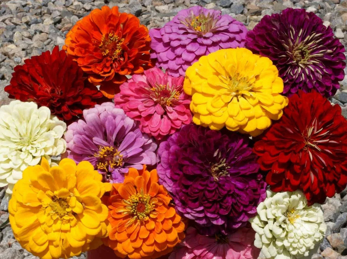 Giant Dahlia Zinnia Mix Seeds - 126+ Non-GMO Flower Seeds for Summer Garden - Zinnia elegans - Easy Care, Fast Growing