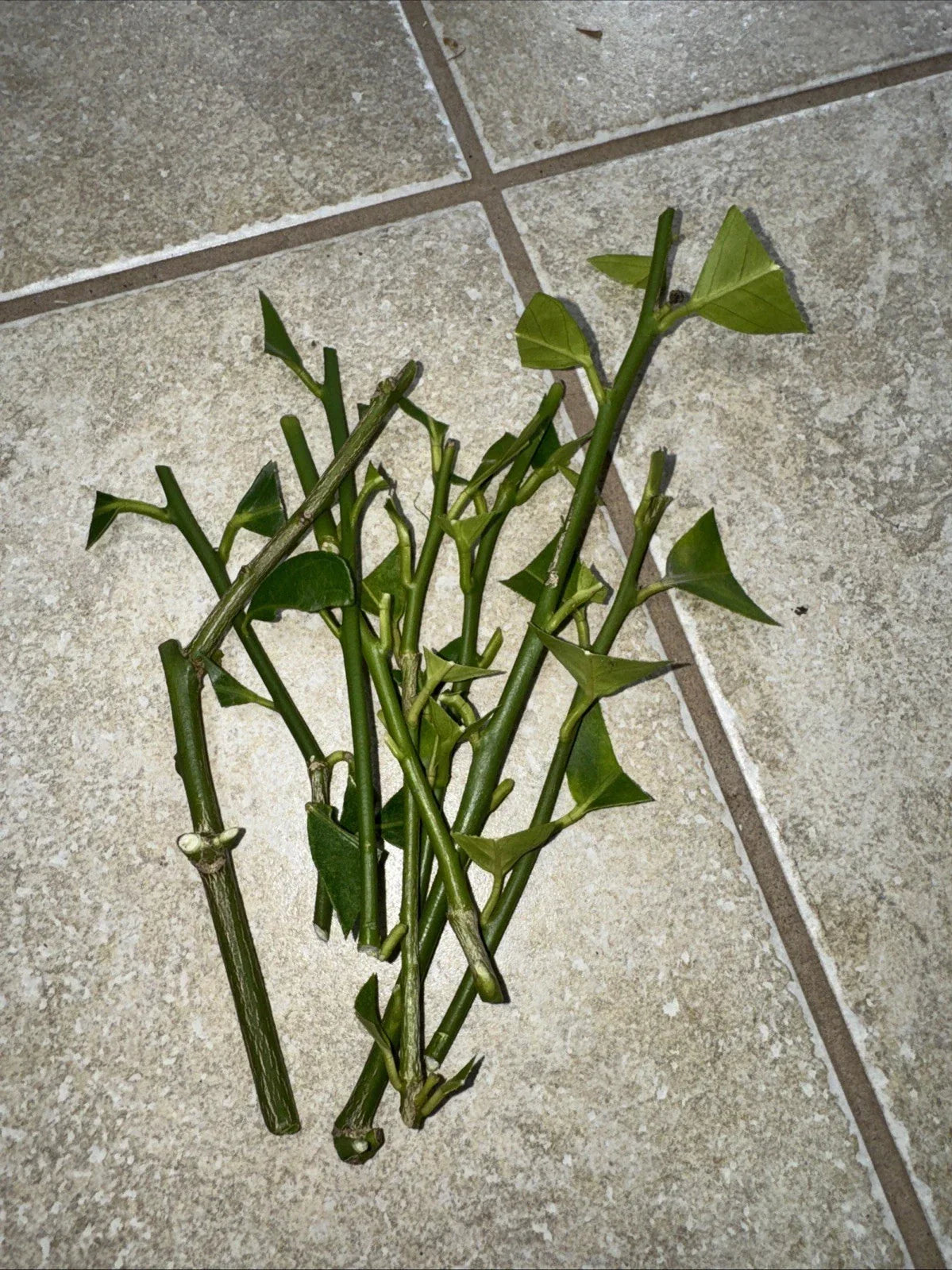Meyer Lemon & Fukushu Kumquat Unrooted Cuttings - Citrus × meyeri & Fortunella margarita for Home Gardening
