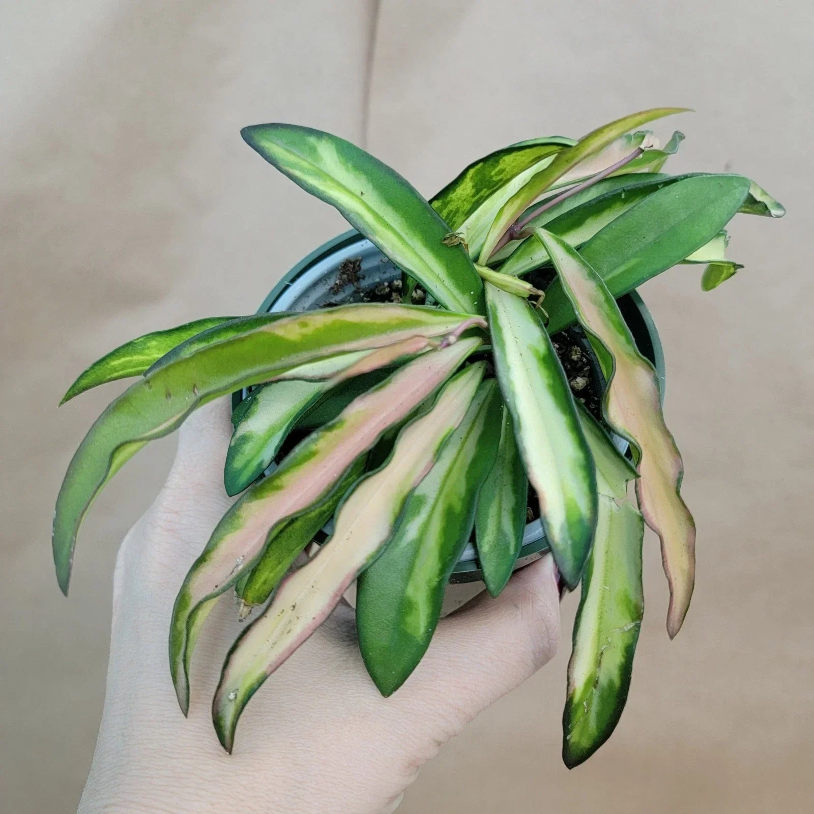 Hoya Kentiana Wayetii Variegated Live Plant 4" Pot - Rare Variegated Hoya Indoor Houseplant - Hoya kentiana