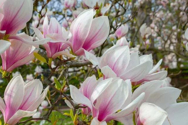 Magnolia Tree Seeds - 10 Seeds - Pink/White Flowers - Magnolia grandiflora - Low Maintenance Garden Plants