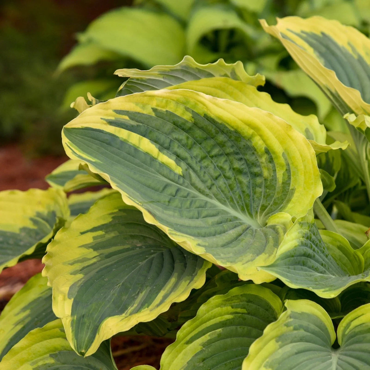 Hosta Trendsetter Perennial Plant in 5.25" Pot - Variegated Foliage, Hosta ventricosa, Ideal for Shade Gardens