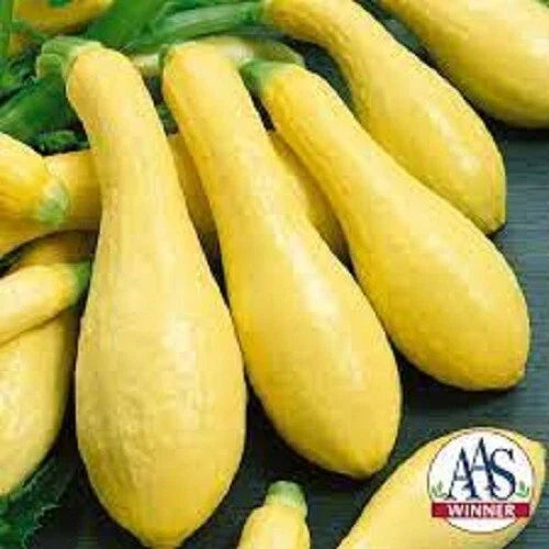 Organic Seeds for Prolific Straightneck Yellow Squash - Cucurbita pepo - Non-GMO Heirloom - 50 Seeds Per Packet