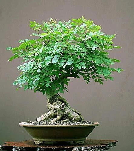Moringa Tree Bonsai Seeds | 20+ Seeds | Tree of Life | Moringa oleifera | Nutrient-Rich Indoor/Outdoor Plant