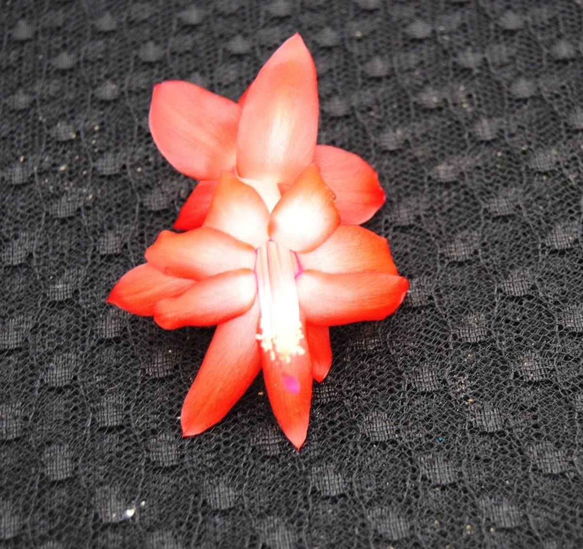 Christmas Cactus Starter Plant - Small Bristol Flame - Schlumbergera Truncata - Healthy Well Rooted Indoor Plant