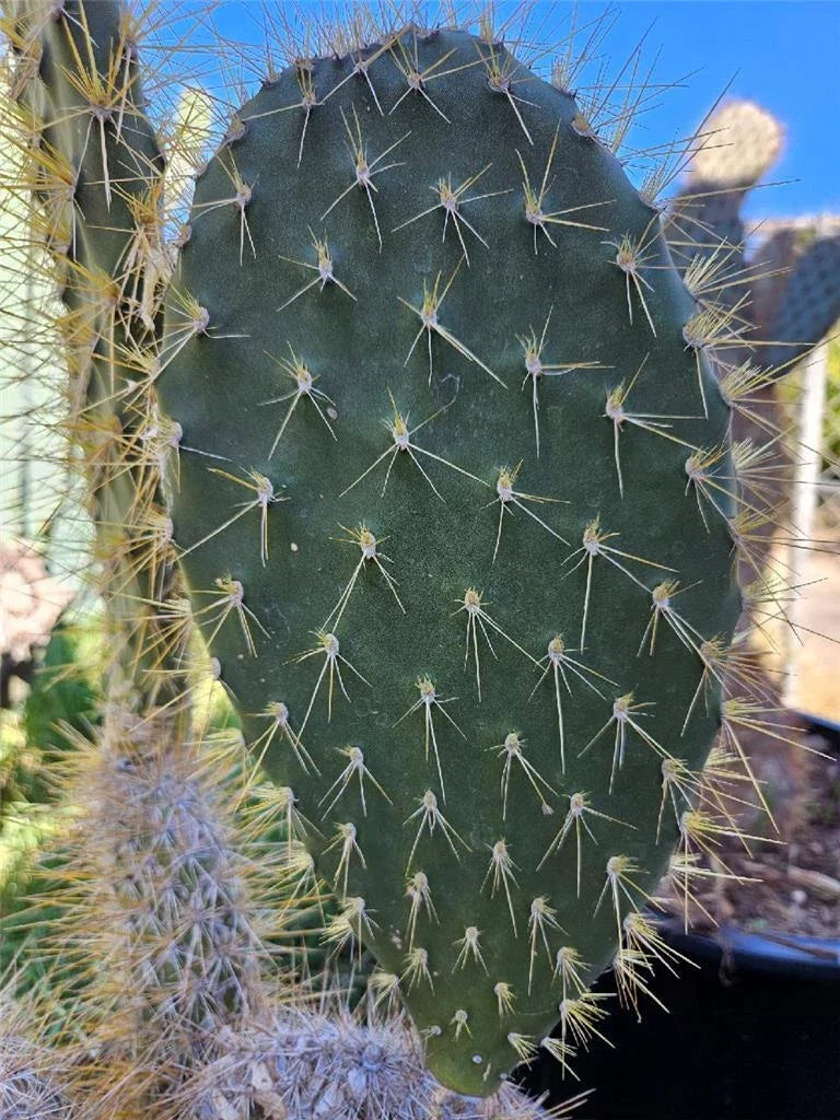 Opuntia Megasperma Var. Mesophytica Pad Cutting - Galapagos Prickly Pear Cactus - Rare Succulent Plant for Gardens and Containers