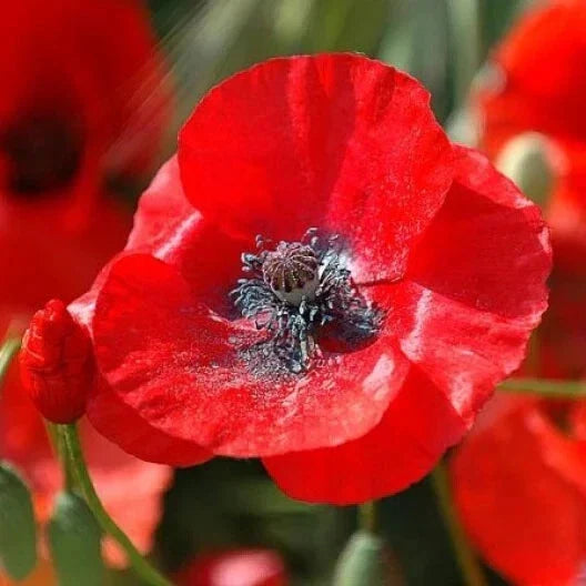 Red Corn Poppy Seeds 200+ Pack - Papaver rhoeas - USA Grown Flower Seeds for Garden Planting