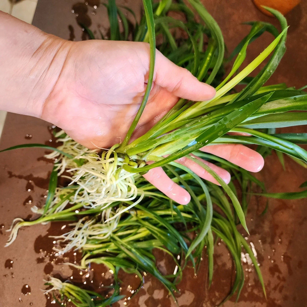 Mini Spider Plants - 10 Root-Ready Pots - Easy to Grow Indoor Air Purifiers - Chlorophytum comosum - Low Maintenance Greenery