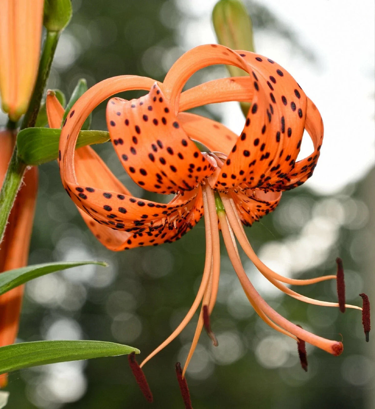 Tiger Lily Seeds - 20+ Count - Spotted Flowers - Lilium columbianum - Attracts Pollinators - USA Seller with Free Shipping
