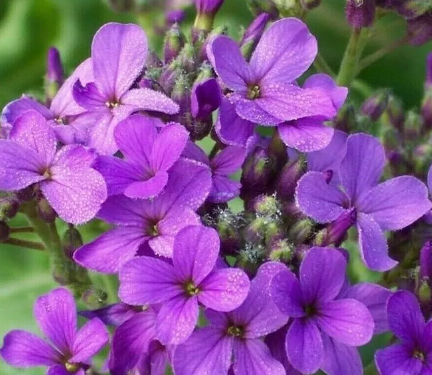Dame's Rocket Flower Seeds 500+ Biennial Purple Blooms Hesperis matronalis for Pollinator Friendly Garden