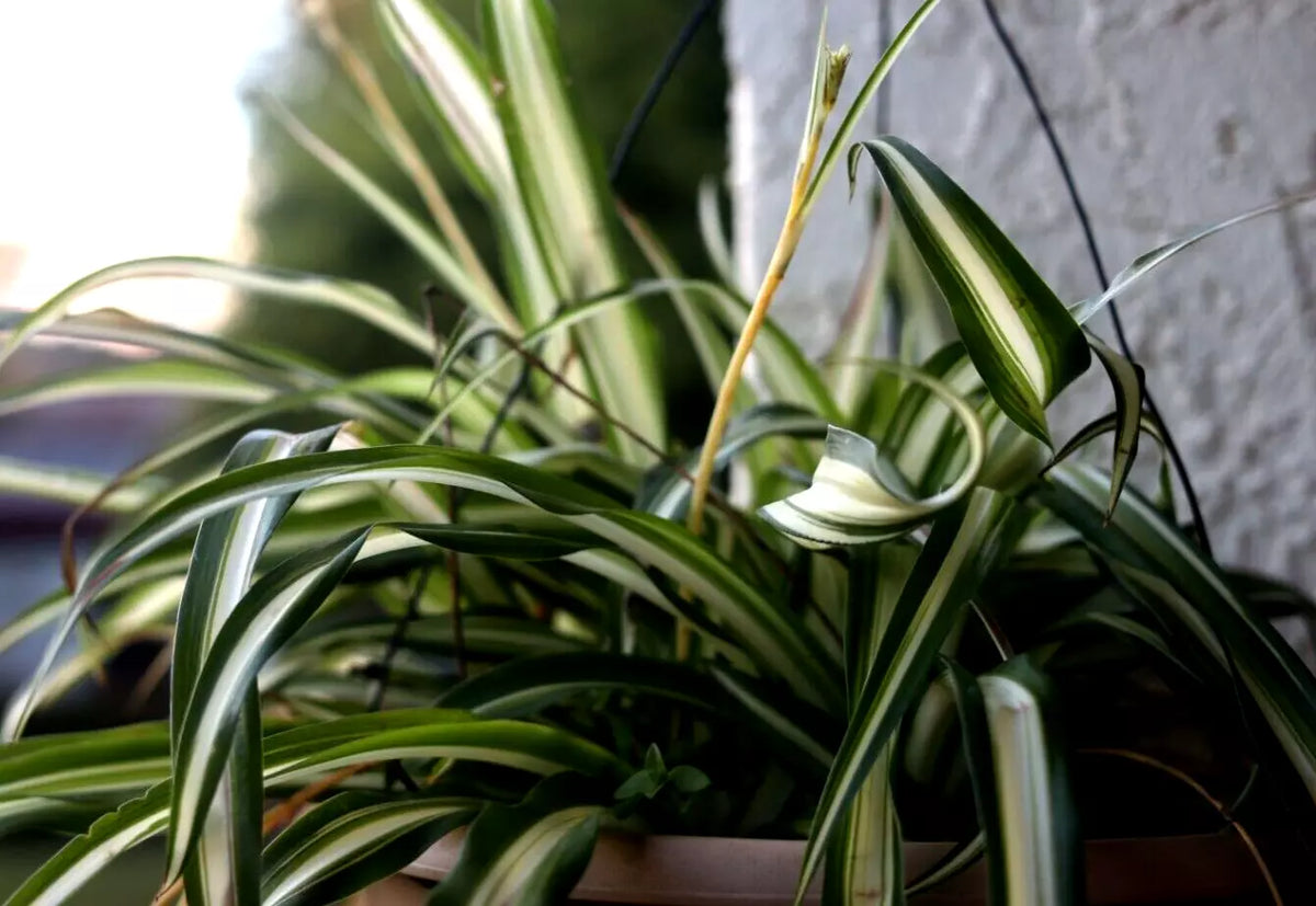Green Live Spider Plant Cuttings - 5 Bare Root Varieties - Chlorophytum comosum - Strong & Healthy Indoor Plants