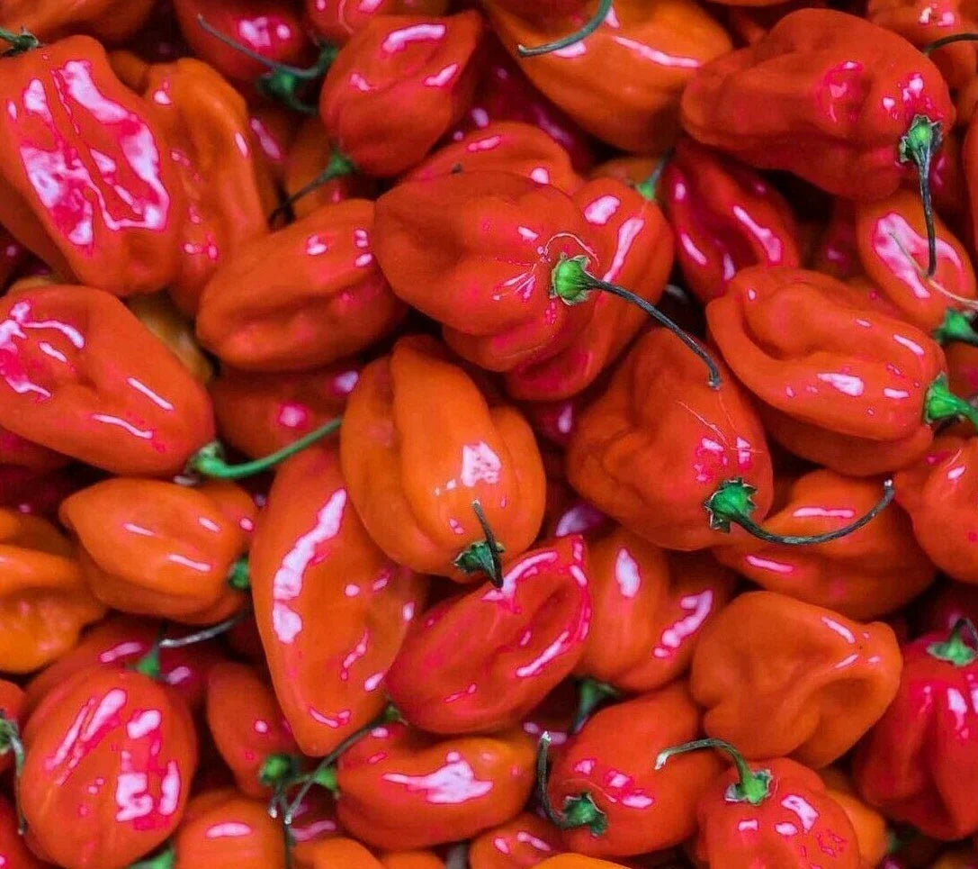Red Scotch Bonnet Hot Pepper Seeds - 30+ Seeds - Spicy Caribbean Variety - Capsicum chinense - Perfect for Culinary Use
