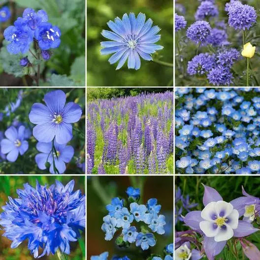 Wildflower Mix 1000 Seeds Exclusive Blue Heirloom Non-GMO SINGIN' THE BLUES Various Species for Pollinators