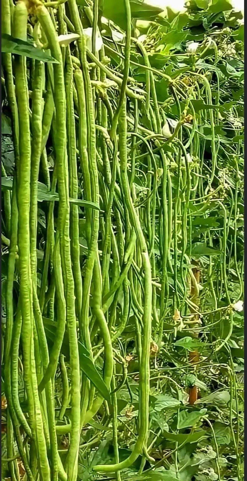 Green Yard Long Bean Seeds - 20+ Non-GMO Asian String Beans (Sitaw) - Vigna unguiculata subsp. sesquipedalis