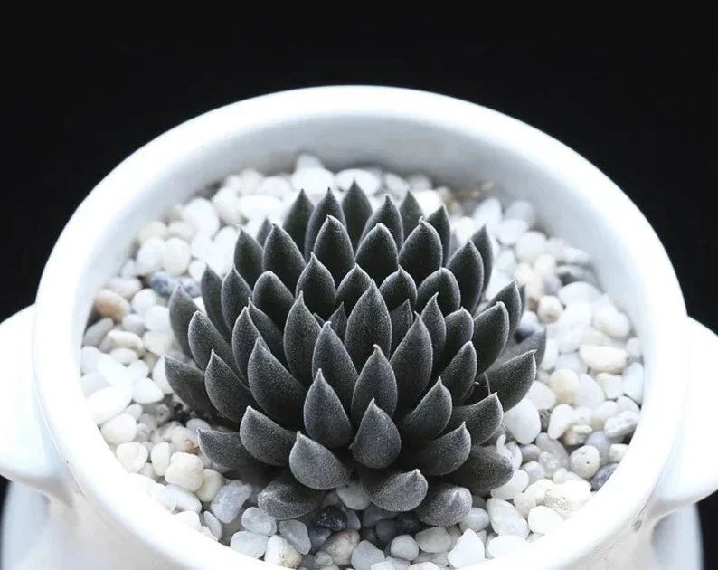 Rare Succulent Seeds 100 Pcs - Sinocrassula Yunnanensis - Unique Drought-Resistant Variety for Indoor/Outdoor Gardens