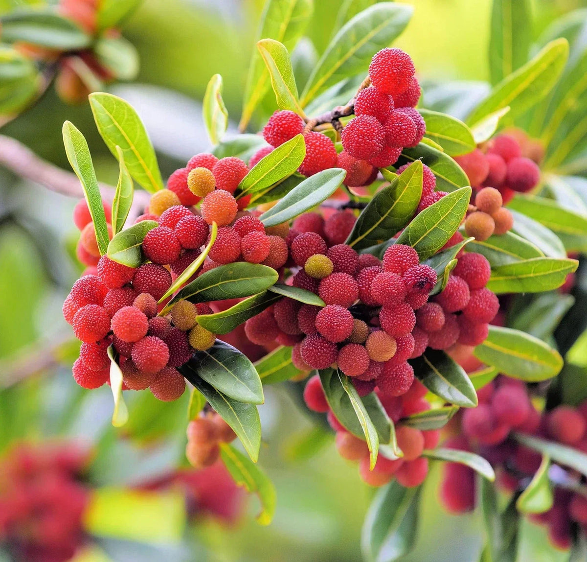 Yumberry Tree Seeds (10 Seeds) - Exotic Yang-mei, Myrica rubra, Sweet Berries for Planting, Low Maintenance Garden Tree