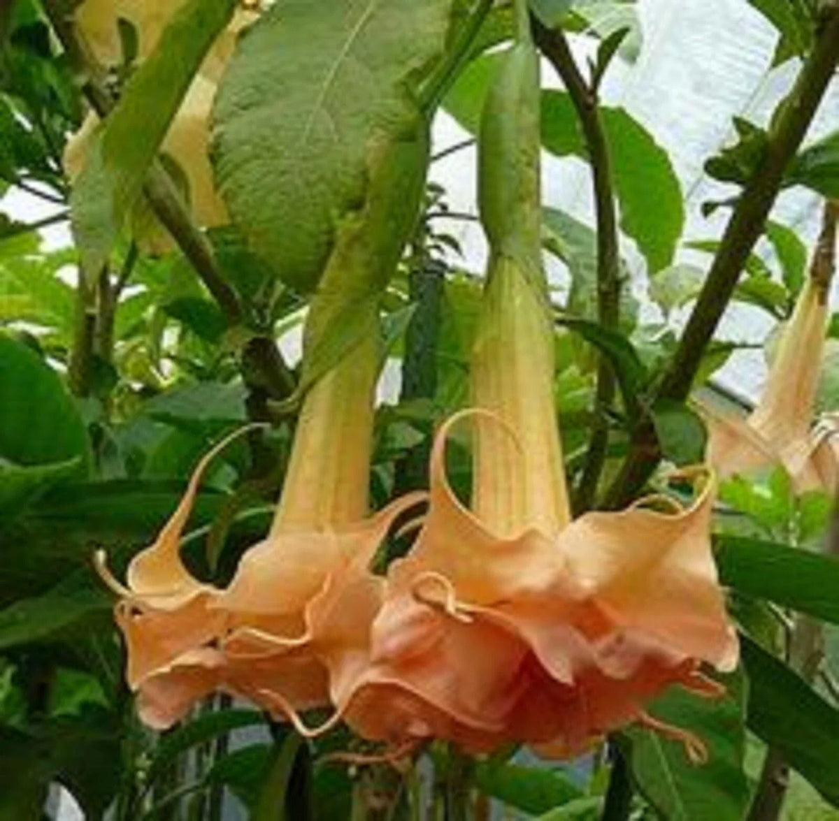 Angel Trumpet Seeds - 10 Honeymoon Rose - Brugmansia Datura - Fragrant Flower Seeds for Garden Planting