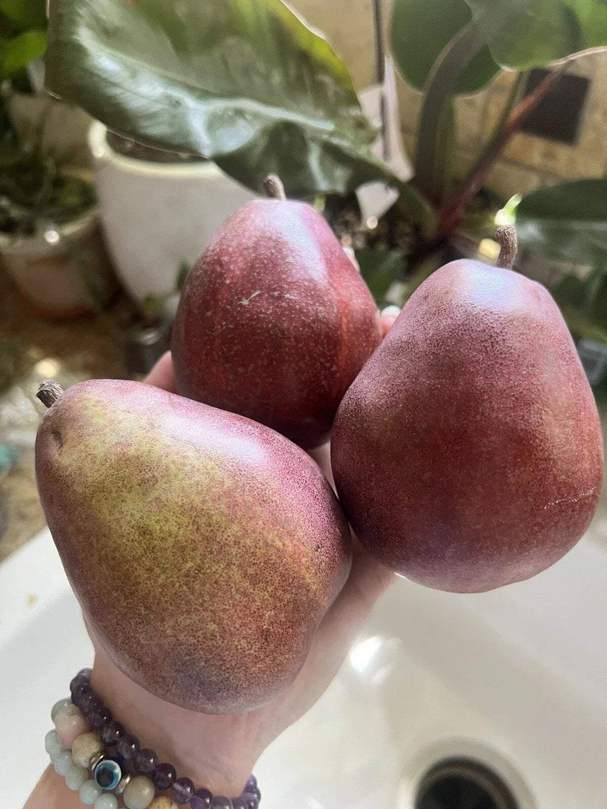 Red Anjou Pear Seeds - 5 Pack - Non-GMO Edible Fruit - Pyrus communis - Ideal for Smoothies and Home Gardening