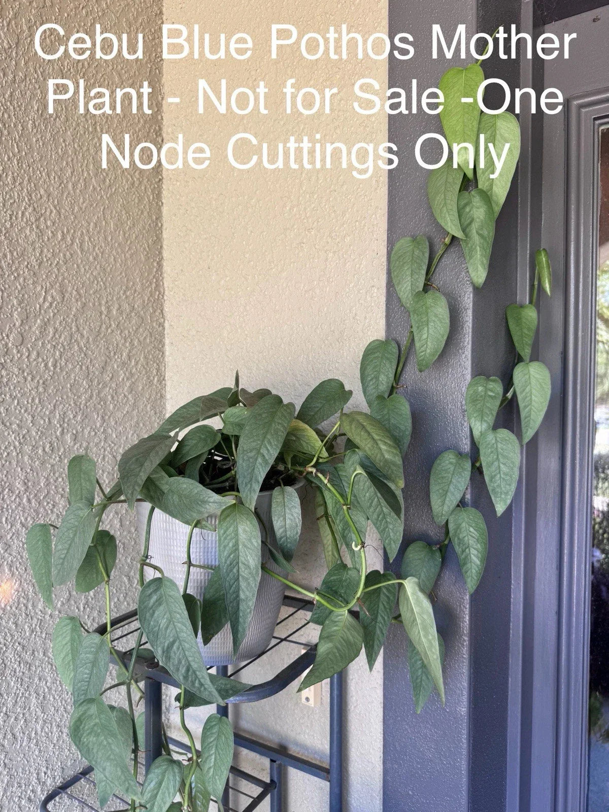 Cebu Blue Pothos Cuttings Bundle of 5 Nodes - Epipremnum Pinnatum - Indoor Plant Decor - Easy Care Silver-Blue Foliage