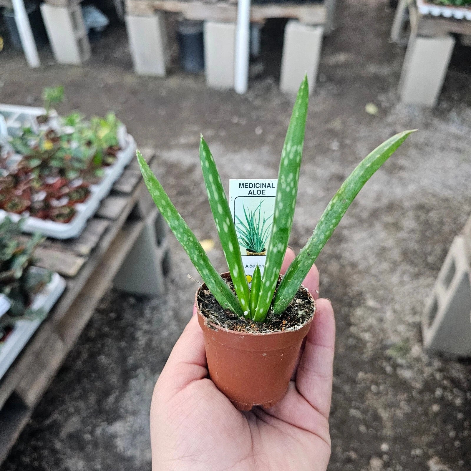 Aloe Vera Live Plant - 2in Succulent - Aloe Barbadensis - Easy Care Indoor Air Purifying Plant