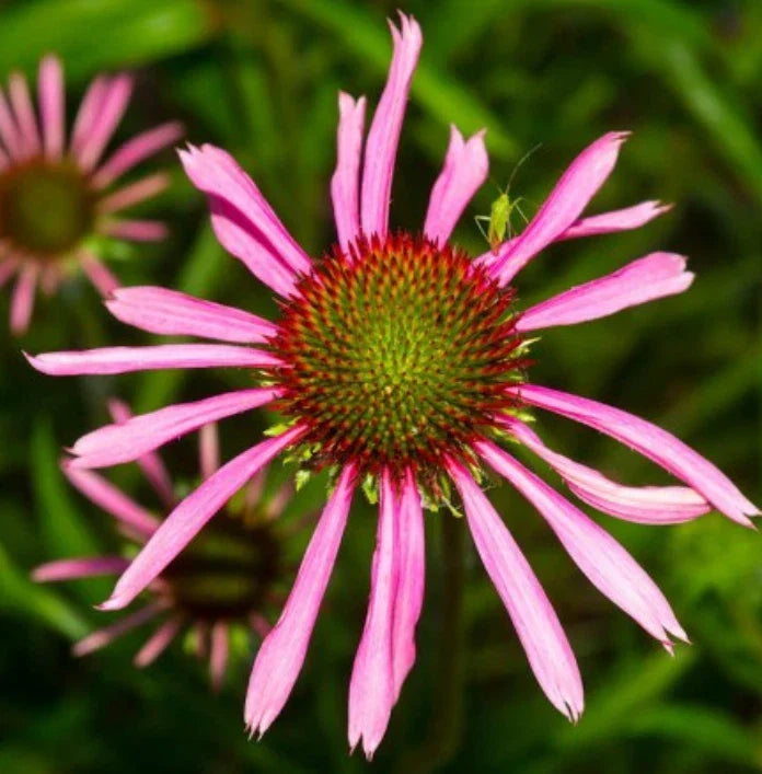 Coneflower Seeds 100 Non-GMO Purple Perennial Echinacea angustifolia for Pollinators, Attracts Bees and Butterflies