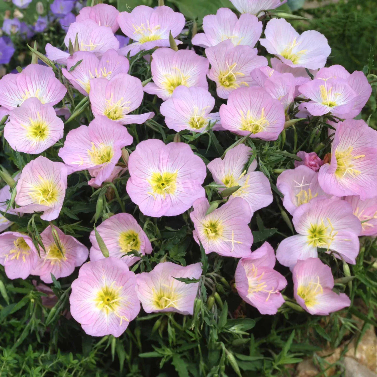 Showy Evening Primrose Seeds Packet - Pink Ladies, Oenothera speciosa, Non-GMO, Easy to Grow, Attracts Pollinators