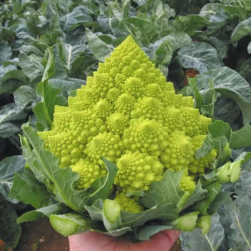 Romanesco Broccoli Seeds - 100+ Heirloom Non-GMO Organic Seeds - Brassica oleracea var. botrytis - Vegetable Garden Starter