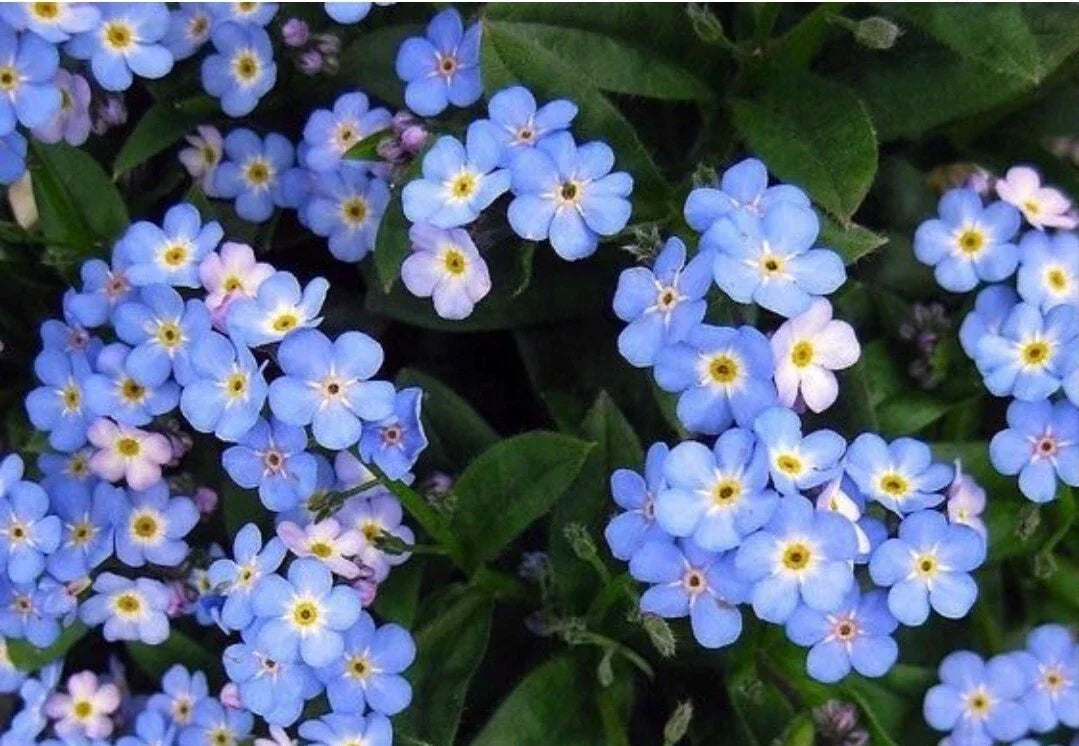 Blue Forget Me Not Flower Seeds - 100+ Heirloom Seeds, Non-GMO, Easy to Grow, Cynoglossum amabile, Vibrant Garden Blooms
