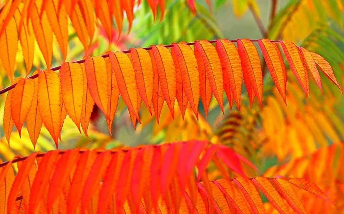 Flameleaf Sumac Tree Seeds - 30 Count - Vibrant Fall Color - Rhus copallinum - Drought-Tolerant Landscape Planting