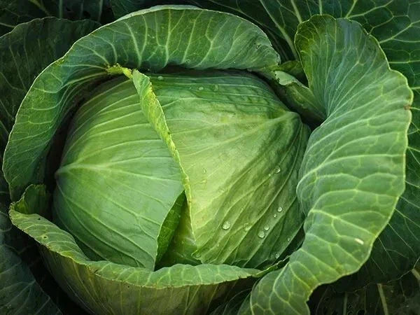 Cabbage Seeds 1000+ Heirloom Brunswick NON-GMO Brassica oleracea for Home Gardening, Fresh Crunchy Cabbage