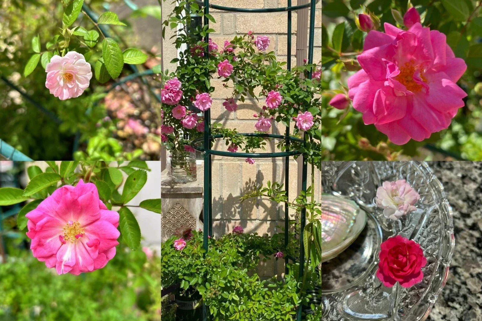 Peggy Martin Thornless Rose Cuttings - 10 Healthy Stem Cuttings - Rosa 'Peggy Martin' - Pink Flowers for Gardens
