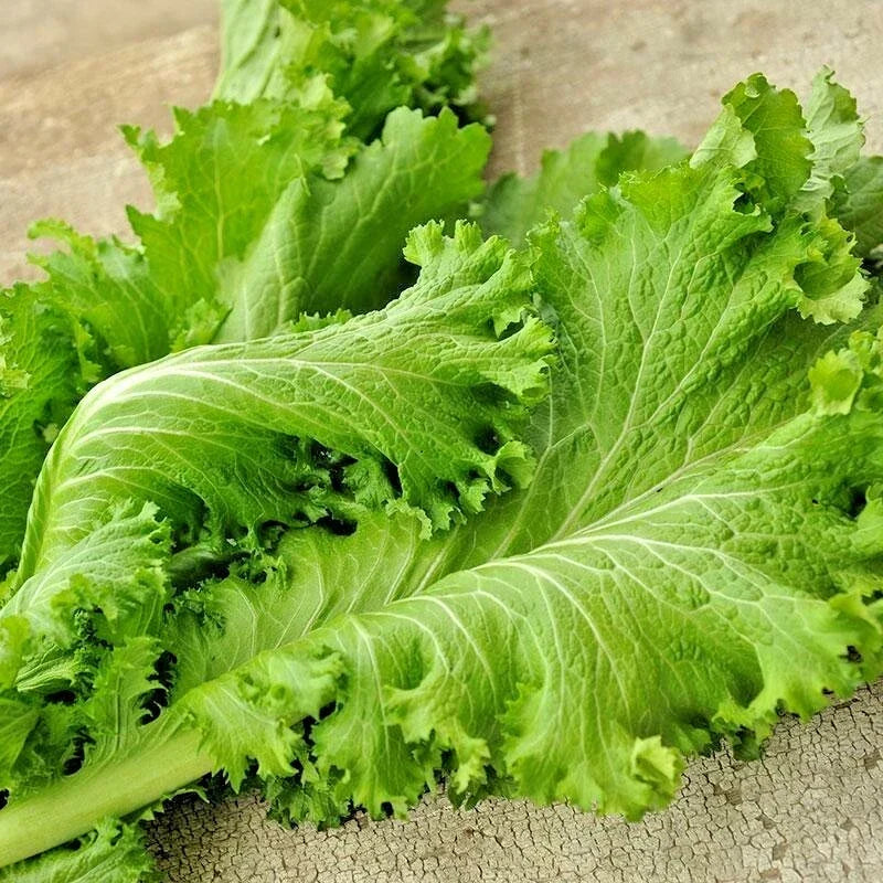 Giant Curled Mustard Seeds - Heirloom Vegetable Greens - Brassica juncea - Easy to Grow, Nutrient-Rich, 100 Seeds Packet