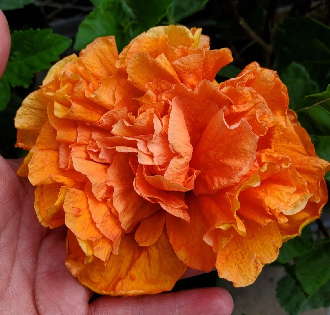 Hibiscus Starter Plant 5" Orange Blooms Jane Cowell Hibiscus rosa-sinensis - Tropical Indoor/Outdoor Perennial Plant